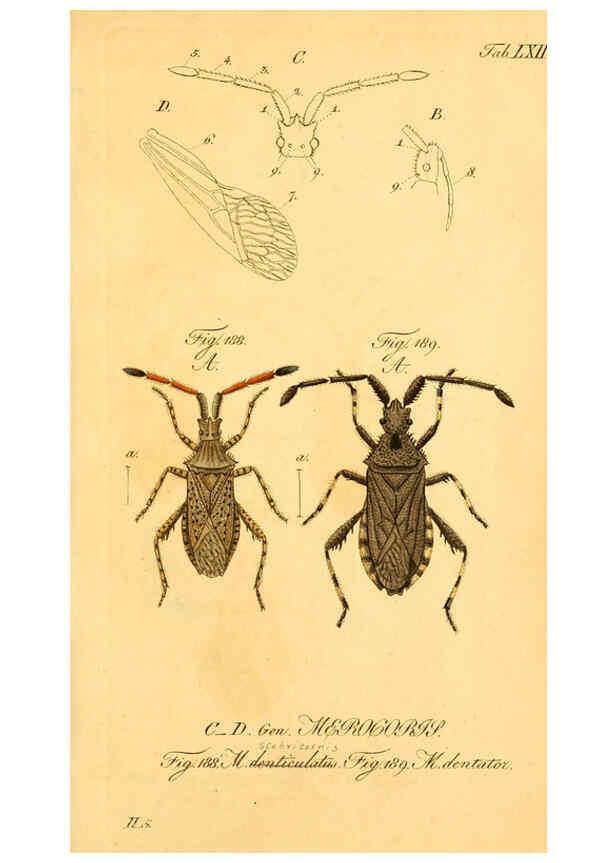 Reproducción/Reproduction 6096555604: Die wanzenartigen Insecten. plates 1-4. Nürnberg :In der C.H. Zeh'schen Buchhandlung,1831-1853