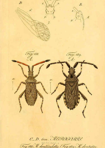 Reproducción/Reproduction 6096555604: Die wanzenartigen Insecten. plates 1-4. Nürnberg :In der C.H. Zeh'schen Buchhandlung,1831-1853