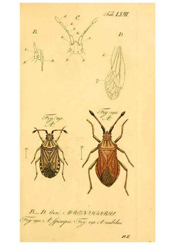 Reproducción/Reproduction 6096555796: Die wanzenartigen Insecten. plates 1-4. Nürnberg :In der C.H. Zeh'schen Buchhandlung,1831-1853