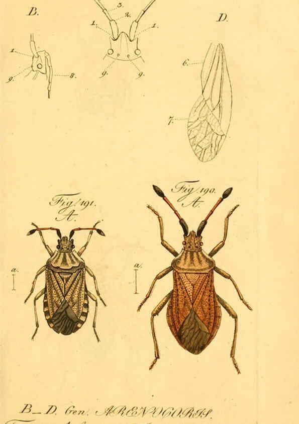 Reproducción/Reproduction 6096555796: Die wanzenartigen Insecten. plates 1-4. Nürnberg :In der C.H. Zeh'schen Buchhandlung,1831-1853