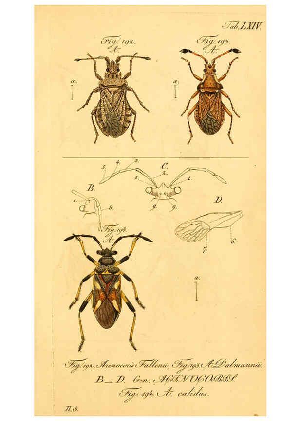 Reproducción/Reproduction 6096555998: Die wanzenartigen Insecten. plates 1-4. Nürnberg :In der C.H. Zeh'schen Buchhandlung,1831-1853