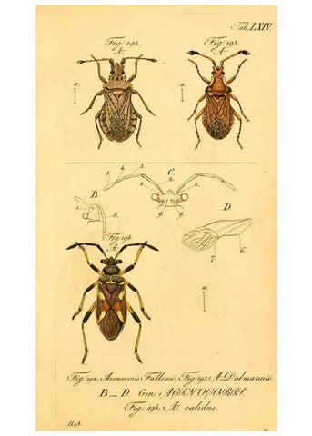 Reproducción/Reproduction 6096555998: Die wanzenartigen Insecten. plates 1-4. Nürnberg :In der C.H. Zeh'schen Buchhandlung,1831-1853