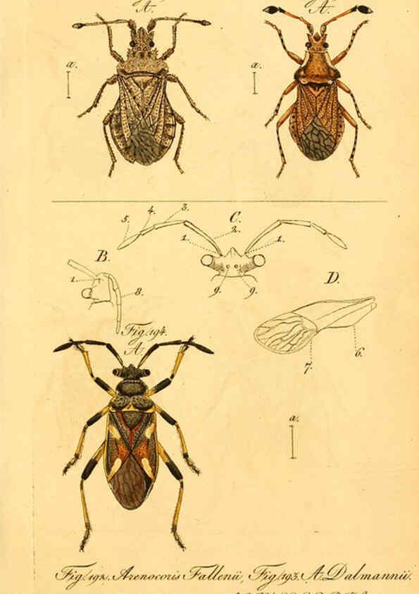 Reproducción/Reproduction 6096555998: Die wanzenartigen Insecten. plates 1-4. Nürnberg :In der C.H. Zeh'schen Buchhandlung,1831-1853