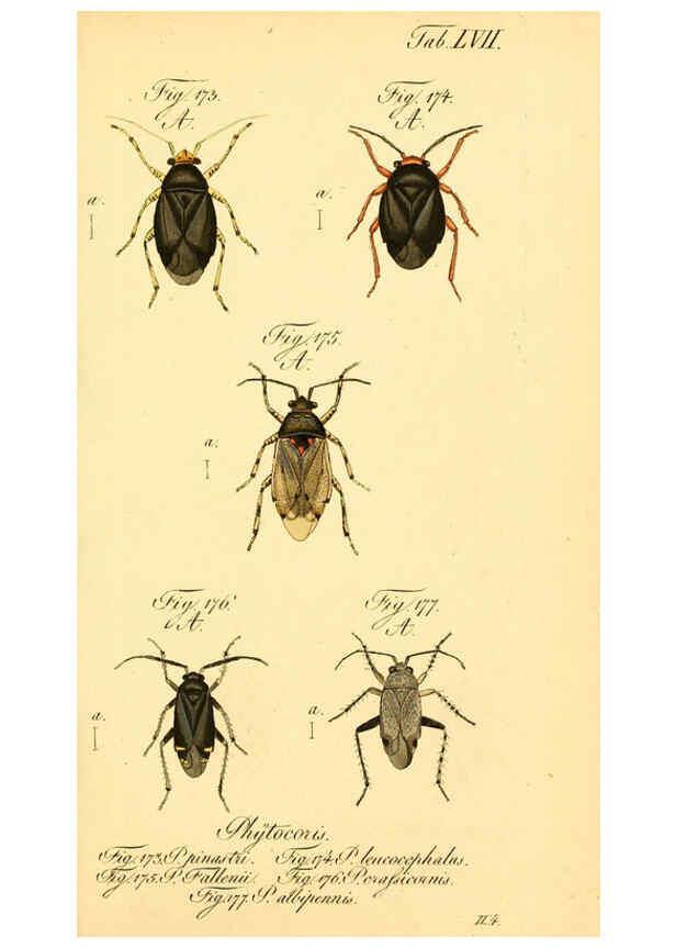 Reproducción/Reproduction 6096009591: Die wanzenartigen Insecten. plates 1-4. Nürnberg :In der C.H. Zeh'schen Buchhandlung,1831-1853
