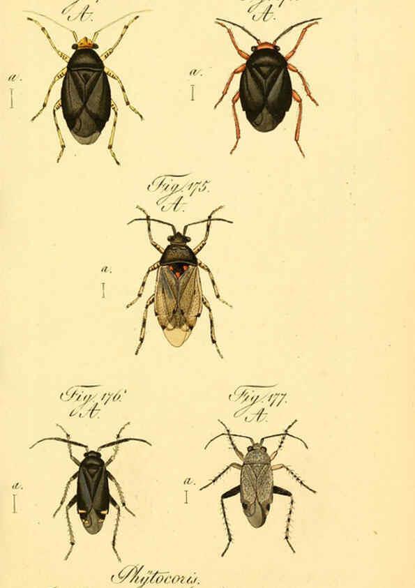 Reproducción/Reproduction 6096009591: Die wanzenartigen Insecten. plates 1-4. Nürnberg :In der C.H. Zeh'schen Buchhandlung,1831-1853
