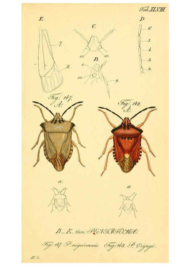 Reproducción/Reproduction 6096552152: Die wanzenartigen Insecten. plates 1-4. Nürnberg :In der C.H. Zeh'schen Buchhandlung,1831-1853