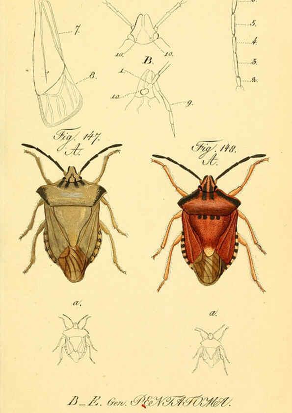 Reproducción/Reproduction 6096552152: Die wanzenartigen Insecten. plates 1-4. Nürnberg :In der C.H. Zeh'schen Buchhandlung,1831-1853
