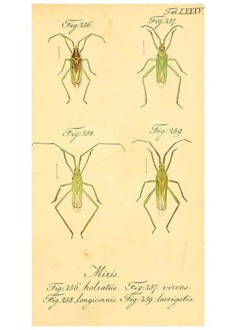 Reproducción/Reproduction 6096017215: Die wanzenartigen Insecten. plates 1-4. Nürnberg :In der C.H. Zeh'schen Buchhandlung,1831-1853