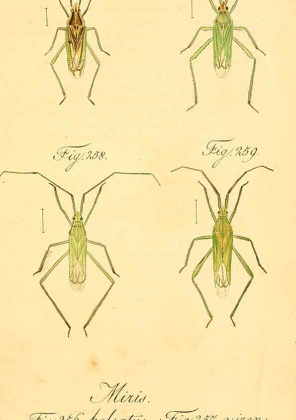 Reproducción/Reproduction 6096017215: Die wanzenartigen Insecten. plates 1-4. Nürnberg :In der C.H. Zeh'schen Buchhandlung,1831-1853