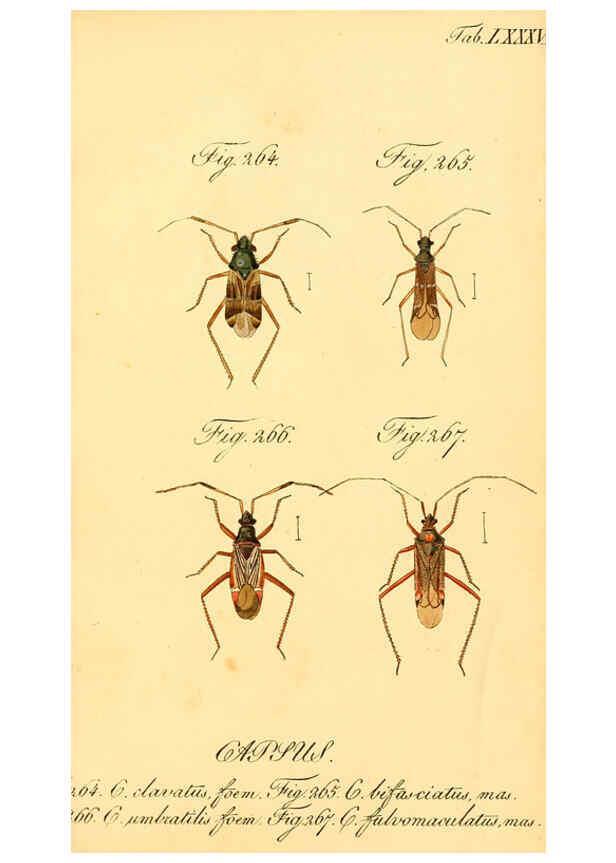 Reproducción/Reproduction 6096017705: Die wanzenartigen Insecten. plates 1-4. Nürnberg :In der C.H. Zeh'schen Buchhandlung,1831-1853