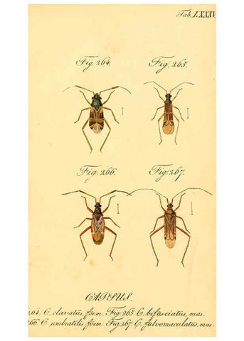 Reproducción/Reproduction 6096017705: Die wanzenartigen Insecten. plates 1-4. Nürnberg :In der C.H. Zeh'schen Buchhandlung,1831-1853