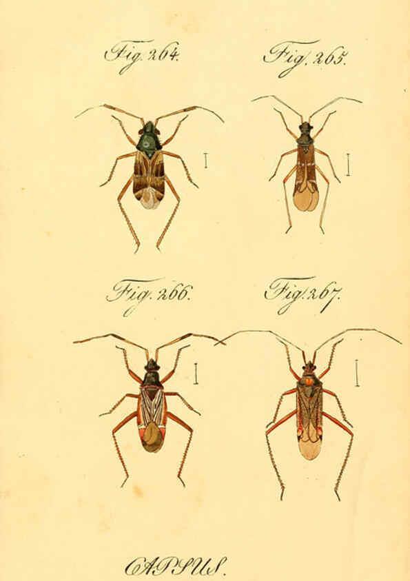 Reproducción/Reproduction 6096017705: Die wanzenartigen Insecten. plates 1-4. Nürnberg :In der C.H. Zeh'schen Buchhandlung,1831-1853