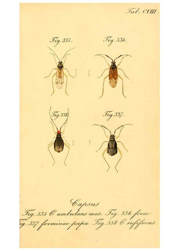 Reproducción/Reproduction 6096022841: Die wanzenartigen Insecten. plates 1-4. Nürnberg :In der C.H. Zeh'schen Buchhandlung,1831-1853