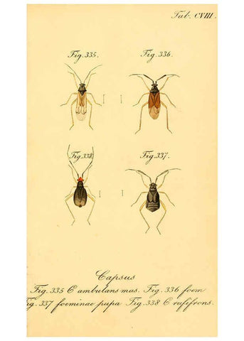 Reproducción/Reproduction 6096022841: Die wanzenartigen Insecten. plates 1-4. Nürnberg :In der C.H. Zeh'schen Buchhandlung,1831-1853