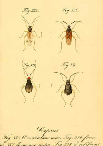 Reproducción/Reproduction 6096022841: Die wanzenartigen Insecten. plates 1-4. Nürnberg :In der C.H. Zeh'schen Buchhandlung,1831-1853