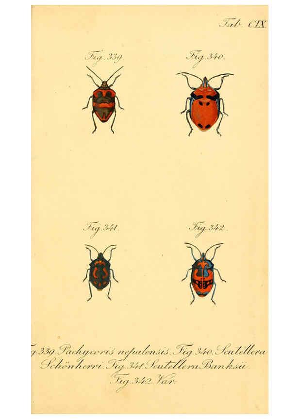 Reproducción/Reproduction 6096023099: Die wanzenartigen Insecten. plates 1-4. Nürnberg :In der C.H. Zeh'schen Buchhandlung,1831-1853