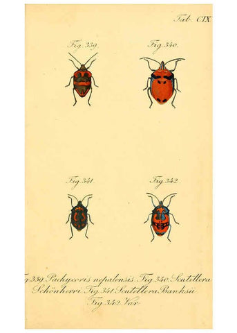 Reproducción/Reproduction 6096023099: Die wanzenartigen Insecten. plates 1-4. Nürnberg :In der C.H. Zeh'schen Buchhandlung,1831-1853