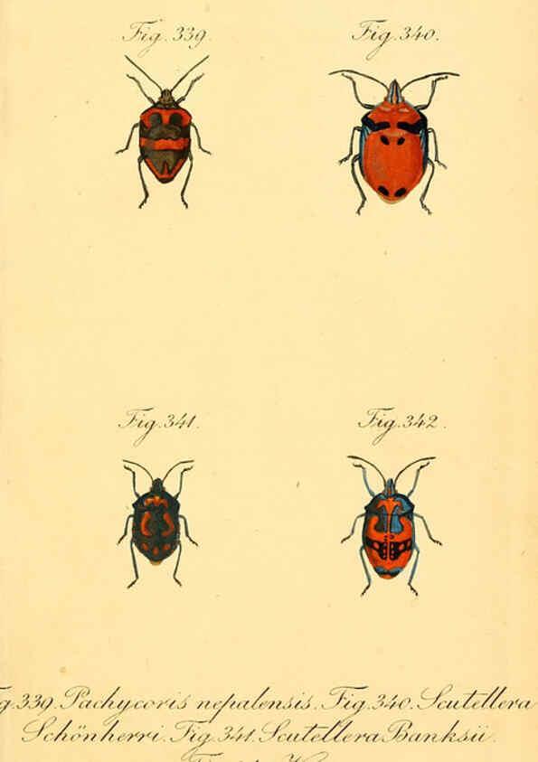 Reproducción/Reproduction 6096023099: Die wanzenartigen Insecten. plates 1-4. Nürnberg :In der C.H. Zeh'schen Buchhandlung,1831-1853