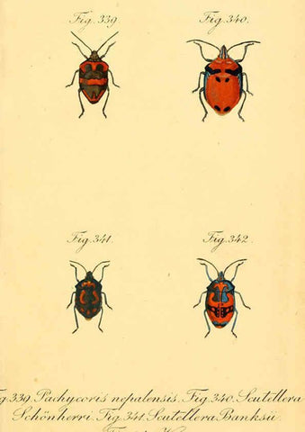 Reproducción/Reproduction 6096023099: Die wanzenartigen Insecten. plates 1-4. Nürnberg :In der C.H. Zeh'schen Buchhandlung,1831-1853