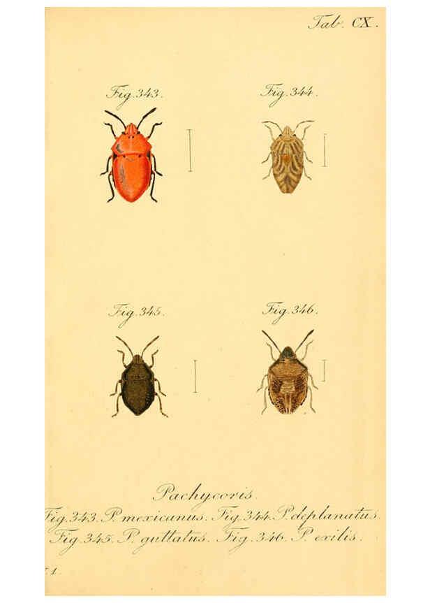 Reproducción/Reproduction 6096567882: Die wanzenartigen Insecten. plates 1-4. Nürnberg :In der C.H. Zeh'schen Buchhandlung,1831-1853