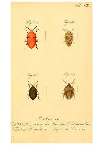 Reproducción/Reproduction 6096567882: Die wanzenartigen Insecten. plates 1-4. Nürnberg :In der C.H. Zeh'schen Buchhandlung,1831-1853