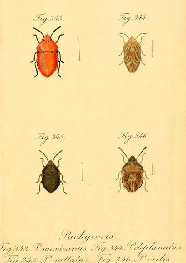 Reproducción/Reproduction 6096567882: Die wanzenartigen Insecten. plates 1-4. Nürnberg :In der C.H. Zeh'schen Buchhandlung,1831-1853