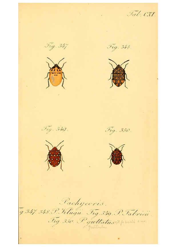 Reproducción/Reproduction 6096023517: Die wanzenartigen Insecten. plates 1-4. Nürnberg :In der C.H. Zeh'schen Buchhandlung,1831-1853