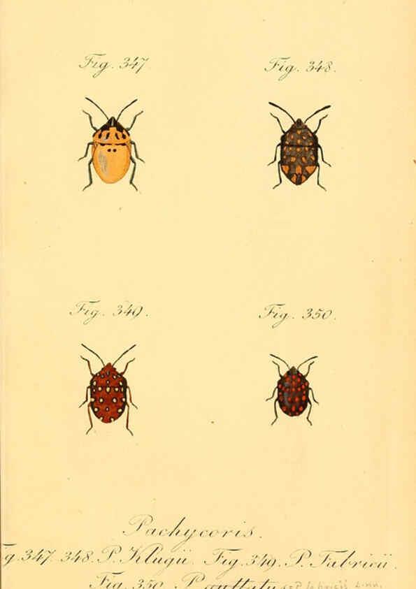 Reproducción/Reproduction 6096023517: Die wanzenartigen Insecten. plates 1-4. Nürnberg :In der C.H. Zeh'schen Buchhandlung,1831-1853