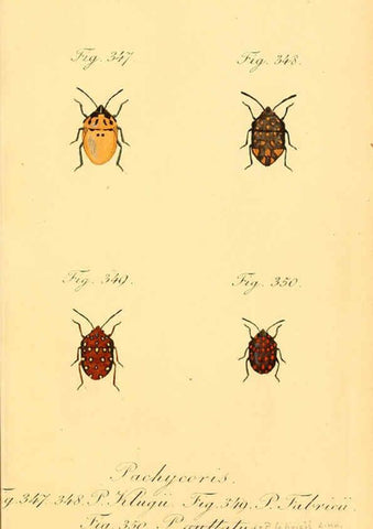 Reproducción/Reproduction 6096023517: Die wanzenartigen Insecten. plates 1-4. Nürnberg :In der C.H. Zeh'schen Buchhandlung,1831-1853