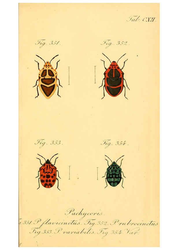 Reproducción/Reproduction 6096023729: Die wanzenartigen Insecten. plates 1-4. Nürnberg :In der C.H. Zeh'schen Buchhandlung,1831-1853