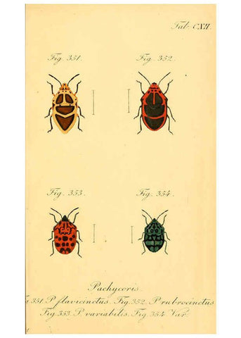 Reproducción/Reproduction 6096023729: Die wanzenartigen Insecten. plates 1-4. Nürnberg :In der C.H. Zeh'schen Buchhandlung,1831-1853