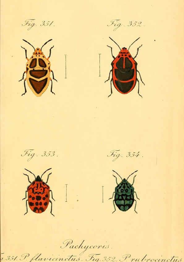 Reproducción/Reproduction 6096023729: Die wanzenartigen Insecten. plates 1-4. Nürnberg :In der C.H. Zeh'schen Buchhandlung,1831-1853