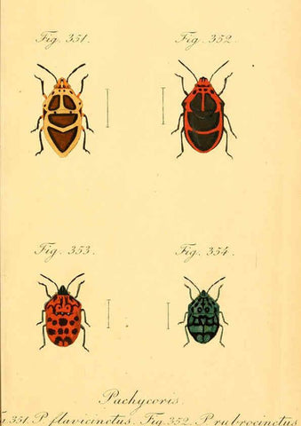 Reproducción/Reproduction 6096023729: Die wanzenartigen Insecten. plates 1-4. Nürnberg :In der C.H. Zeh'schen Buchhandlung,1831-1853