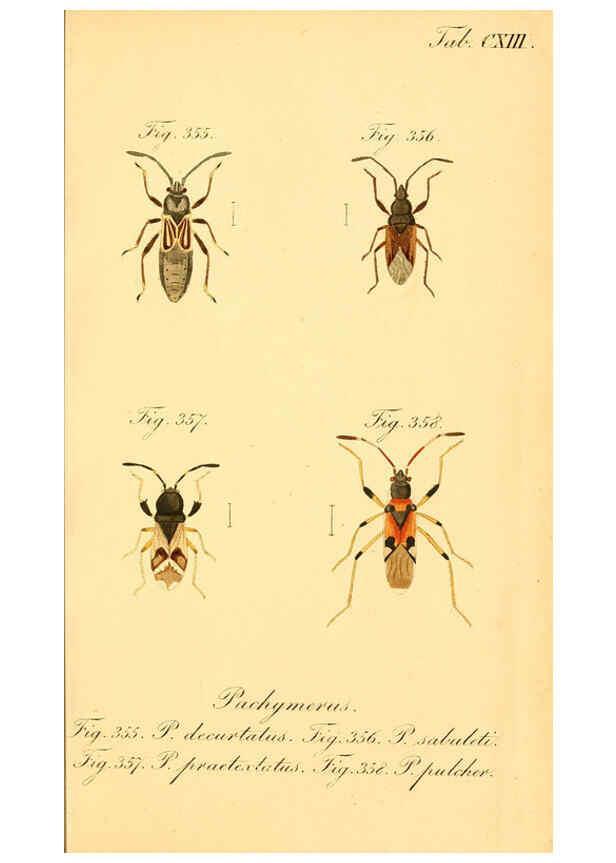 Reproducción/Reproduction 6096568646: Die wanzenartigen Insecten. plates 1-4. Nürnberg :In der C.H. Zeh'schen Buchhandlung,1831-1853