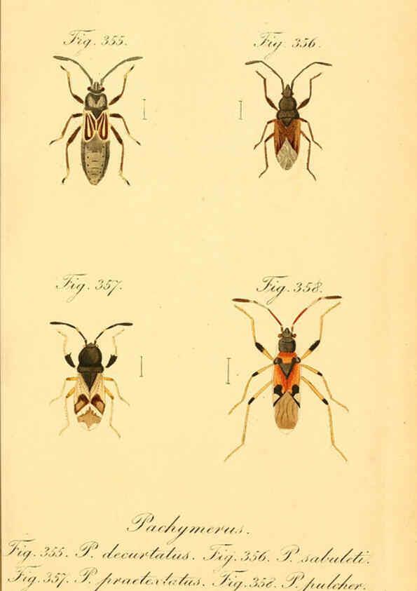 Reproducción/Reproduction 6096568646: Die wanzenartigen Insecten. plates 1-4. Nürnberg :In der C.H. Zeh'schen Buchhandlung,1831-1853