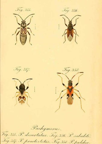 Reproducción/Reproduction 6096568646: Die wanzenartigen Insecten. plates 1-4. Nürnberg :In der C.H. Zeh'schen Buchhandlung,1831-1853