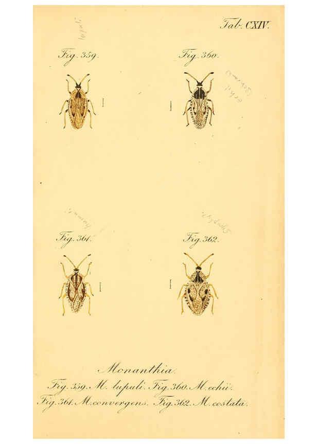 Reproducción/Reproduction 6096024215: Die wanzenartigen Insecten. plates 1-4. Nürnberg :In der C.H. Zeh'schen Buchhandlung,1831-1853