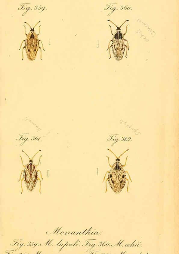 Reproducción/Reproduction 6096024215: Die wanzenartigen Insecten. plates 1-4. Nürnberg :In der C.H. Zeh'schen Buchhandlung,1831-1853