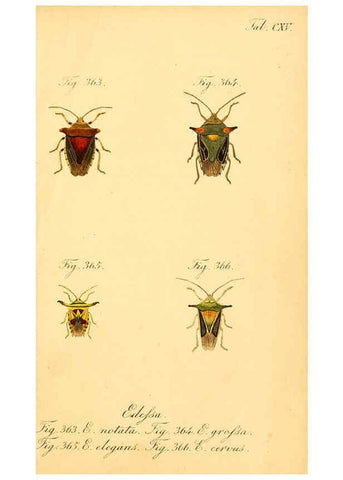 Reproducción/Reproduction 6096024409: Die wanzenartigen Insecten. plates 1-4. Nürnberg :In der C.H. Zeh'schen Buchhandlung,1831-1853