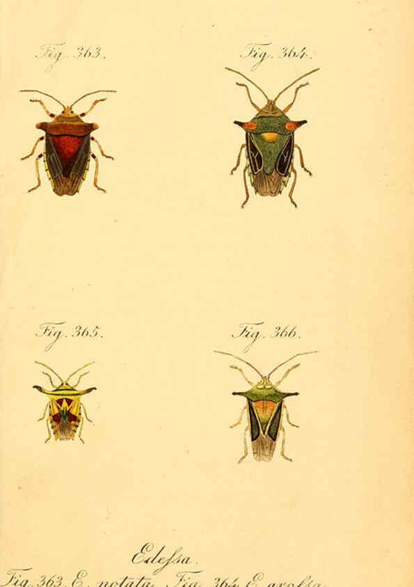 Reproducción/Reproduction 6096024409: Die wanzenartigen Insecten. plates 1-4. Nürnberg :In der C.H. Zeh'schen Buchhandlung,1831-1853