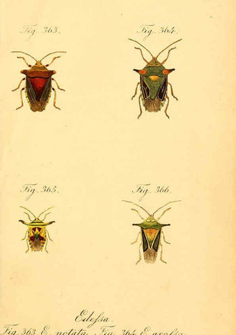 Reproducción/Reproduction 6096024409: Die wanzenartigen Insecten. plates 1-4. Nürnberg :In der C.H. Zeh'schen Buchhandlung,1831-1853