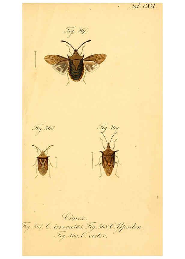 Reproducción/Reproduction 6096569256: Die wanzenartigen Insecten. plates 1-4. Nürnberg :In der C.H. Zeh'schen Buchhandlung,1831-1853