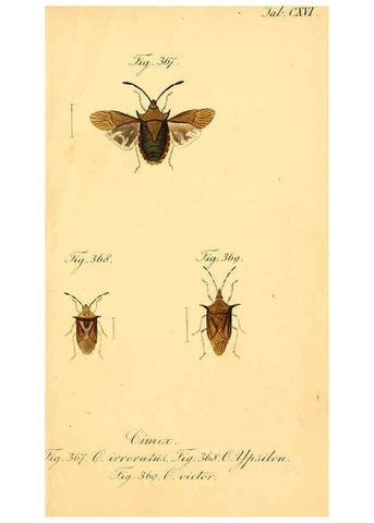 Reproducción/Reproduction 6096569256: Die wanzenartigen Insecten. plates 1-4. Nürnberg :In der C.H. Zeh'schen Buchhandlung,1831-1853