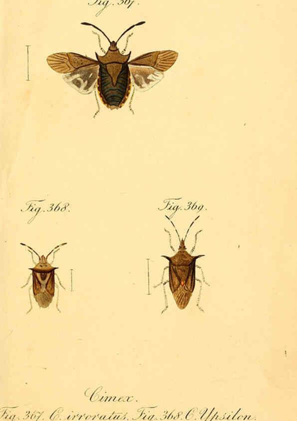 Reproducción/Reproduction 6096569256: Die wanzenartigen Insecten. plates 1-4. Nürnberg :In der C.H. Zeh'schen Buchhandlung,1831-1853
