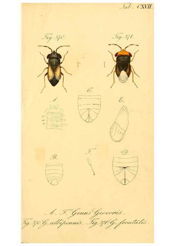 Reproducción/Reproduction 6096569574: Die wanzenartigen Insecten. plates 1-4. Nürnberg :In der C.H. Zeh'schen Buchhandlung,1831-1853