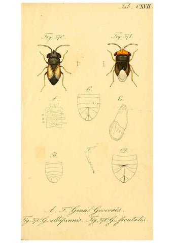 Reproducción/Reproduction 6096569574: Die wanzenartigen Insecten. plates 1-4. Nürnberg :In der C.H. Zeh'schen Buchhandlung,1831-1853