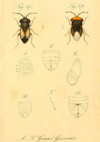 Reproducción/Reproduction 6096569574: Die wanzenartigen Insecten. plates 1-4. Nürnberg :In der C.H. Zeh'schen Buchhandlung,1831-1853