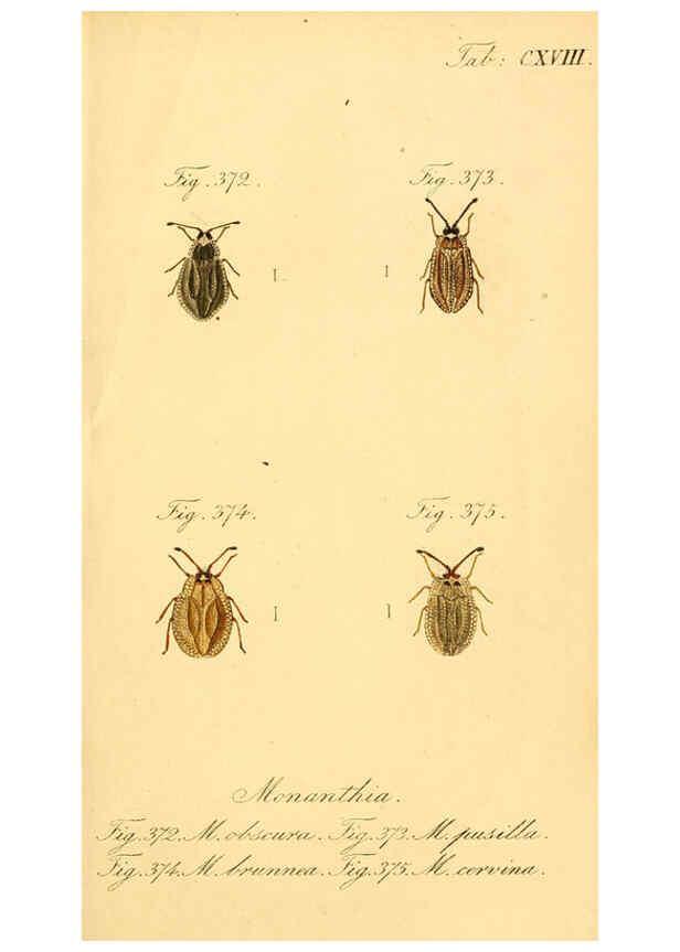 Reproducción/Reproduction 6096569744: Die wanzenartigen Insecten. plates 1-4. Nürnberg :In der C.H. Zeh'schen Buchhandlung,1831-1853