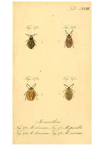 Reproducción/Reproduction 6096569744: Die wanzenartigen Insecten. plates 1-4. Nürnberg :In der C.H. Zeh'schen Buchhandlung,1831-1853