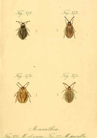 Reproducción/Reproduction 6096569744: Die wanzenartigen Insecten. plates 1-4. Nürnberg :In der C.H. Zeh'schen Buchhandlung,1831-1853